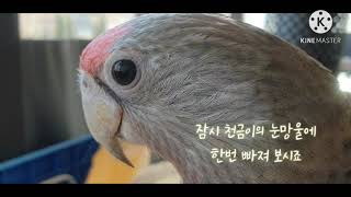 말하는 케이프앵무 알아보기 - Cape parrot -