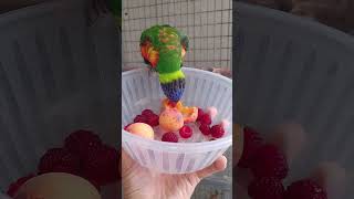 앵무새 키우기 적합한 강원도 횡성 산골 지천에 널려 있…