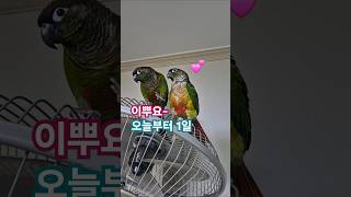 코뉴어앵무새#하랑이#하봉이#박지현#parrot#cute