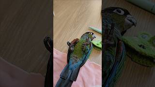 아기앵무새는 눕방을 합니다 A baby parrot who likes to lie down 寝そべっているのが好きな赤ちゃんインコ