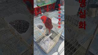 앵무새 수명이 이리 길었다니 #앵무새 #앵무새분양 #조류 #분양문의 #애견 #동물농장레전드 #먹방 #맛집소개유투버 #맛집 #food #제주도여행 #신라면 #정선5일장