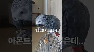호두는 쳐다도 안보고... 아몬드는 흘리고... #parrot #앵무새 #회색앵무 #greyparrots #동물 #반려동물