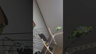 아마존앵무새 말하고 놀아주기