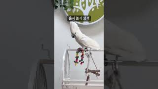 혼자 쇼 하는 코카투 #parrot #birds #bi…