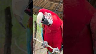 Animal lover | Can you guess what food Macaw eating | Macaw Bird | Colorful Parrots | Triple Sisters