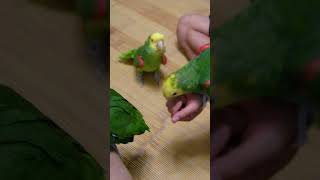 어릴적부터 앵무새를 너무 좋아했던시절ᆢ