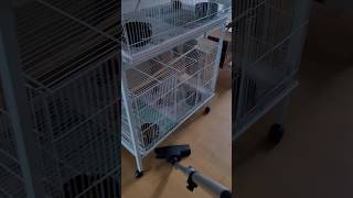 뉴기니아 앵무, 한스마카우 앵무새  #parrot