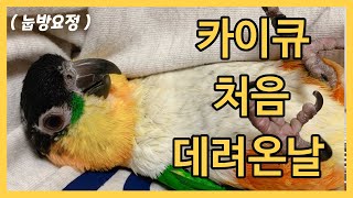 앵무새 입양 VLOG /검은머리카이큐 입양 / 앵무새카…