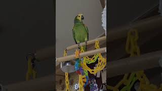 아마존앵무새 태양이 노래자랑! #아마존 #아마존앵무새 …