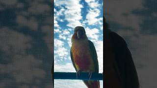 앵무새 보고 살짝 설레  #앵무새  #파인애플코뉴어 피치