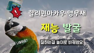 우연히 발굴한 마카우 앵무새 마르코의 재능 / 재능을 …
