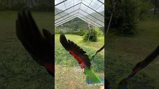 [지구] 뉴기니아 앵무 비행, 호출 / Eclectus parrot flight / Parrot Recall training