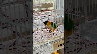 물 마시는 하루 #검은머리카이큐