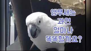앵무새는 과연 얼마나 똑똑할까요?(재업로드) #앵무새#코카투