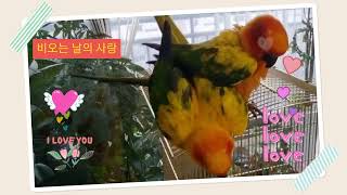 앵무새 썬코뉴어                                  앨리와 써니의 사랑