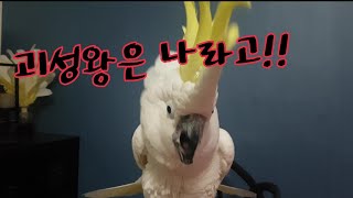소음킹 코카투 앵무새와 괴성대결..승자는?