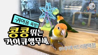 콩콩 뛰며 장난치는 카이큐 앵무새 귀여움 폭발 주의❗ 앵무새카페 버드리 평택점