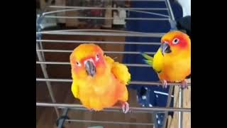 재롱피우는 썬코뉴어앵무새