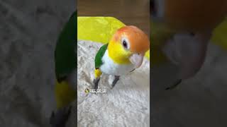 【カーニバルインコ】(*≧▽≦)ﾉ レオちゃん、ノリノリステ…