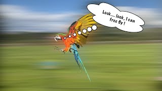 HARLEQUIN MACAW FIRST FREE FLIGHT! | Flo the macaw.