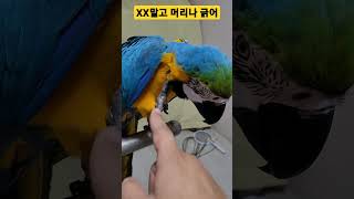 XX말고 머리나 긁어 #macaw #청금강앵무새 #청금…