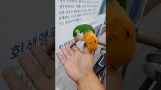 카이큐앵무새 애교