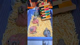 엄블렐라 코카투, 검은 머리 카이큐, 뉴기니아 아기 앵무새들이예요