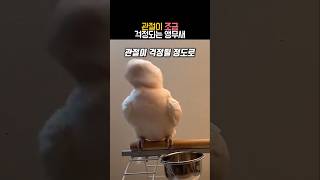 관절이 조금 걱정되는 앵무새 #동물 #앵무새