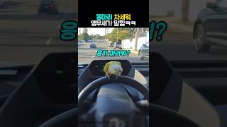 급똥 마렵다고 앵무새가 말하자ㅋㅋ #동물 #앵무새