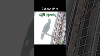 [지구] 동생 부르는 앵무새 / 말 잘 듣는 동생 / Parrot calling his sister / talking parrot