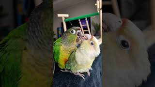 랄라와의추억들♡#앵무새#앵무새랄라#앵무#코뉴어앵무새#코…
