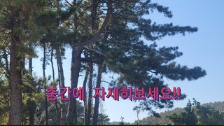 청금강앵무새 5마리 간절곶 자유비행