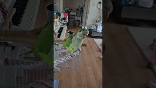 #말하는앵무새#갔다올께#퀘이커#앵구#서아동생