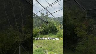 숨은 앵무새를 찾아보세요✨            #뉴기니…