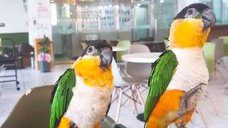 검은머리카이큐