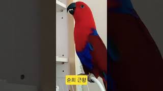 회색앵무/뉴기니아앵무 #순희