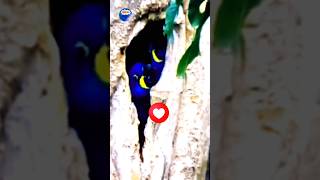 Majestic Blue; The Hyacinth Macaw | Largest Parakeet in the World | Beauty Bird of Brazil ✨✨