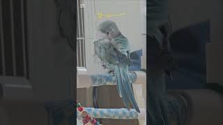 꾸벅꾸벅앵무새#말하는앵무새#블루오파린퀘이커#말하는퀘이커…