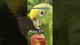 Yellow Crown Amazon Parrot Price in India #amazon #amazonparrot #birds #handtamedbirds #shorts