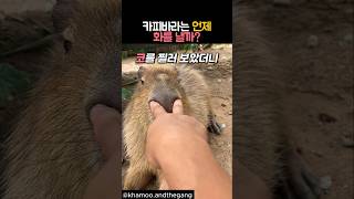 카피바라는 언제 화를 낼까? #동물 #카피바라