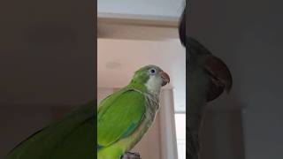 싹트네 싹터요 | 아빠랑 노래연습하는 앵무새