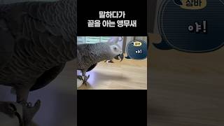 말하다가 끝을 아는 앵무새  회색앵무 잠바  #반려동물 #parrot