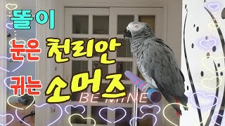 앵무새랑 사랑에 빠졌어요~예뻐죽겠어요~어떻게 예뻐하지 않을 수 있겠어요~[연구대상앵무새]