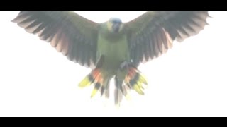 두레뜰공원 고양이+까치+앵무새(아마존+카이큐)쇼15:D…