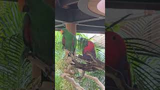 #가평베고니아새정원 #베고니아새정원 #뉴기니아앵무