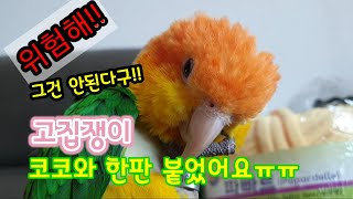 안된다구코코!! 위험하다구!!