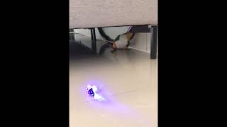 앵무새루이 만큼 귀여운앵무새 3 카이큐앵무새방울이