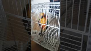 썬코뉴어 앵무새