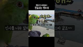 뭣이 어쩐다고 저짠다고 못마땅해서 혀굴리는 #아랑이 #…