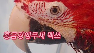 홍금강앵무새 맥쓰